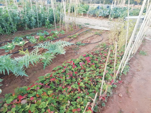 Proyección Comercial Comunitaria S A