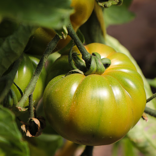 UNIPRO - Coop. Valenciana Unión Protectora de El Perelló